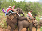 Gajah kawin notegolddiamond.blogspot.com